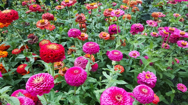 A close-up shot of a bed of zinnias in full bloom, showcasing their diverse colors (red, orange, yellow, pink, purple) and varied petal shapes. Focus on the texture and detail of the flowers. The background is blurred to emphasize the zinnias.