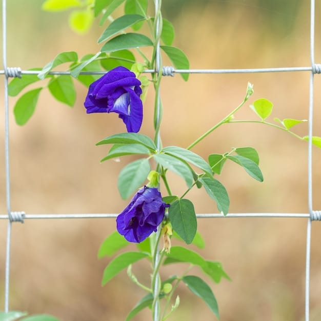 A close-up shot of sweet pea flowers climbing up a trellis or fence, showcasing their delicate petals and vibrant colors. Focus on the details of the tendrils and the overall profusion of blooms. The background is blurred to highlight the sweet peas.
